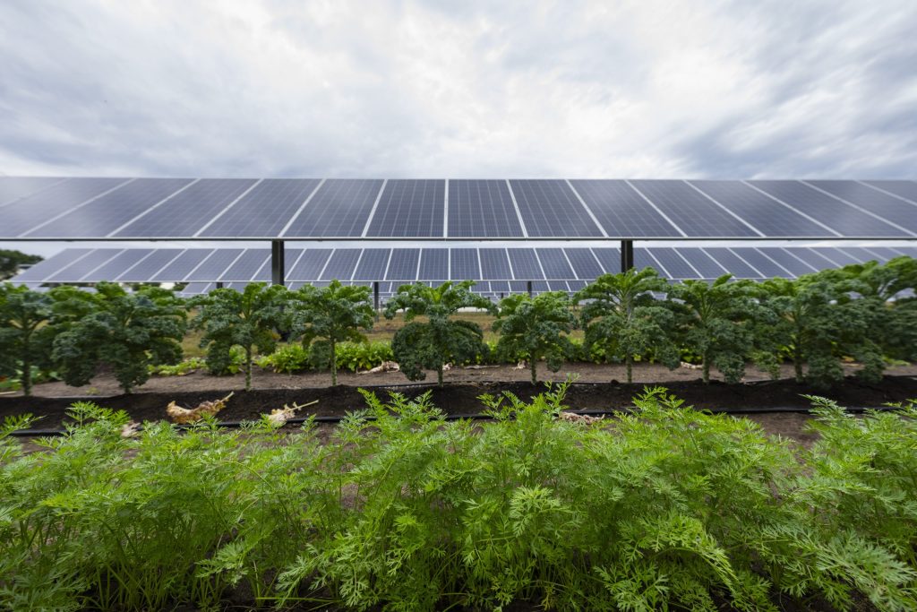 Big Lake agrivoltaics project shows promise of mixing farming, solar power
